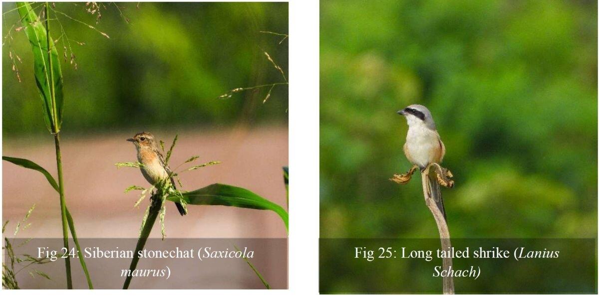 森に戻ってきた鳥