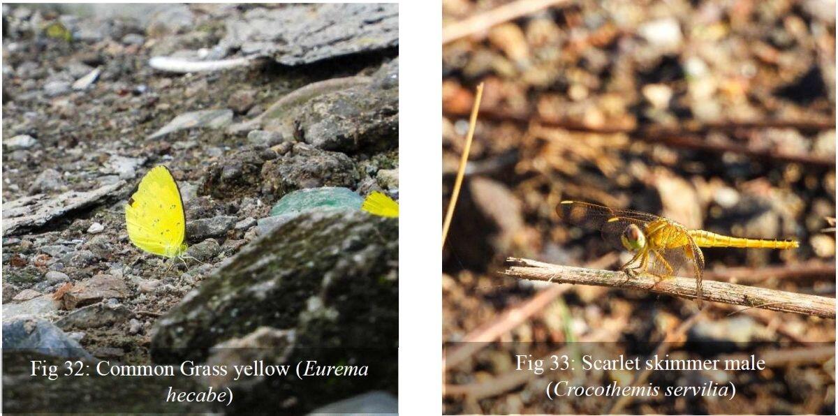 蝶やトンボも戻ってきた